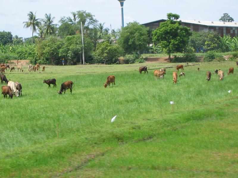 Thailand (134)